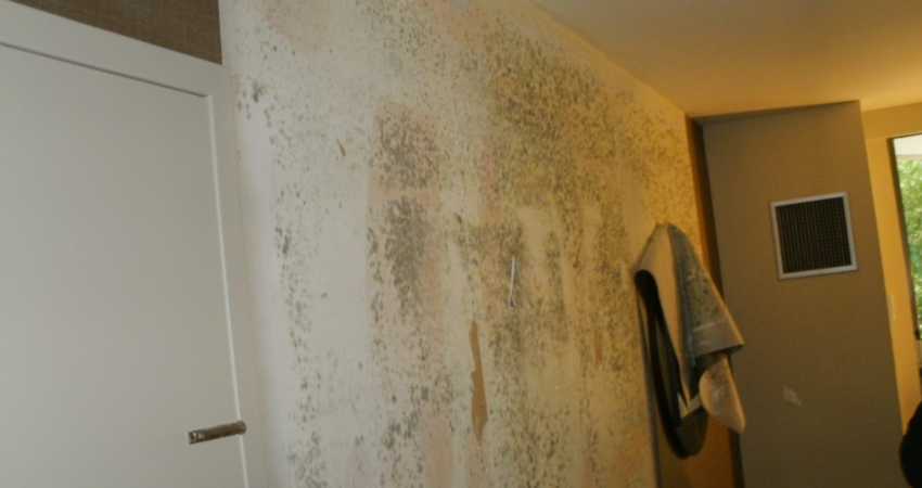 Mold Behind Wall Covering