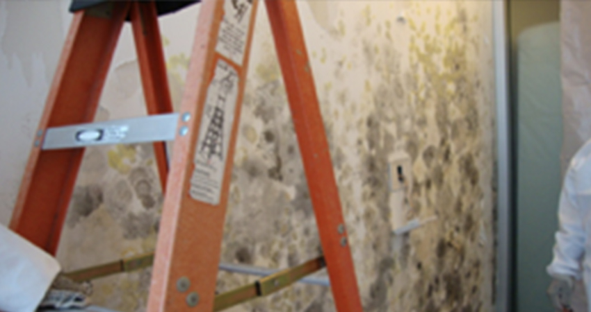 Mold Damaged Wall Due to D&C Standards Not Adapted for Local Climates