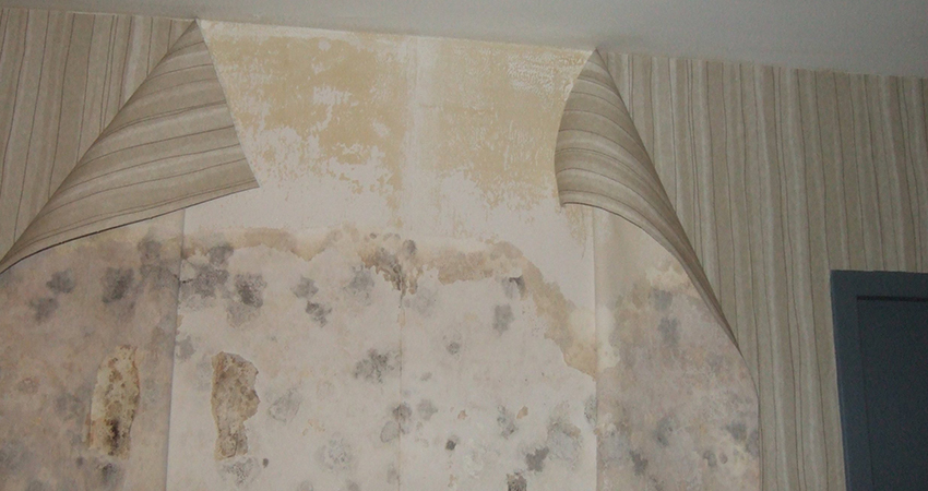 mold growing behind vinyl wall covering in high end hotel in washington d.c.