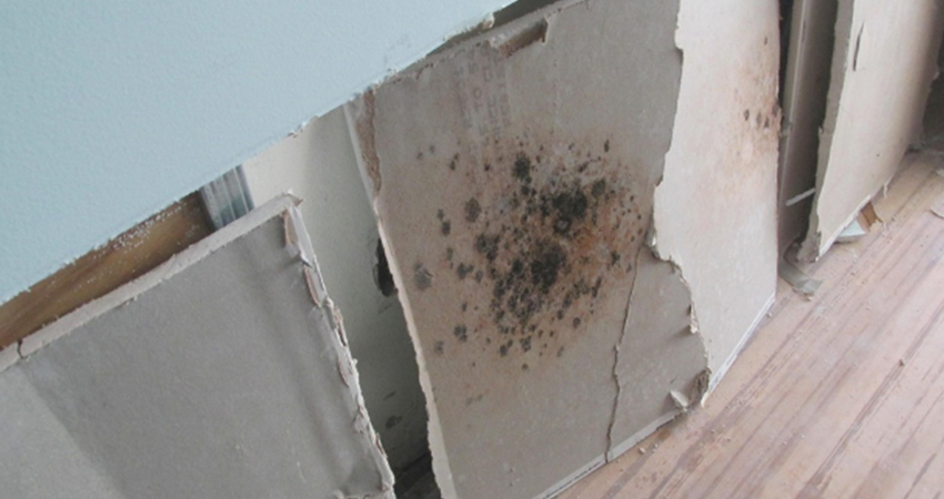 Mold Growth Electrical Outlet